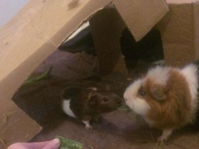 2018-07-05-01 Charlotte and Missy (c) Kerry Hyde.jpg